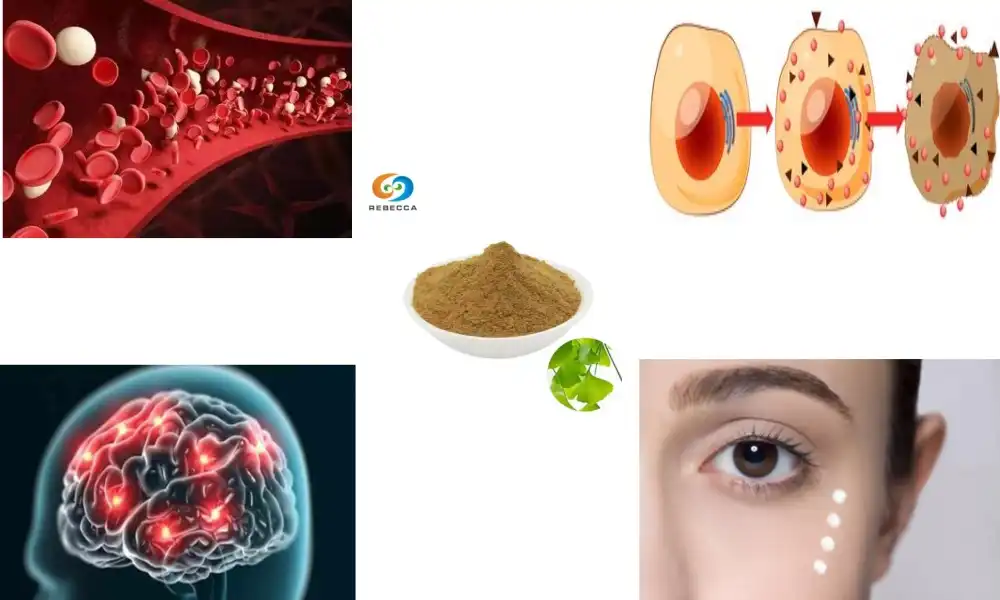 How does Ginkgo biloba extract powder boost cognitive function?